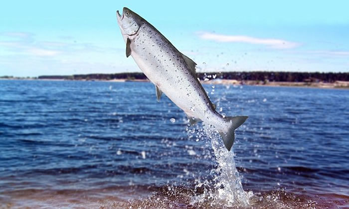 《生物科学》:修筑水坝与美国东北部生态系统的鱼类失去连通性