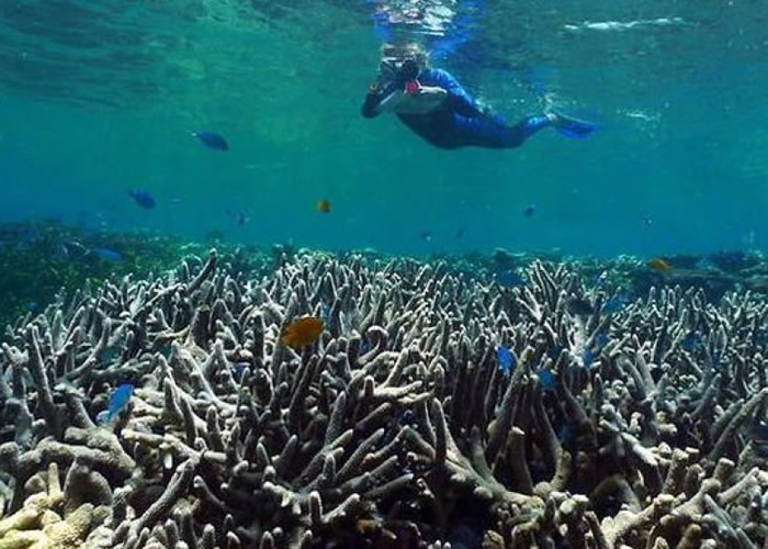 若海洋酸化情况持续,生态平衡及海洋生物多样性将受破坏。(资料图片)