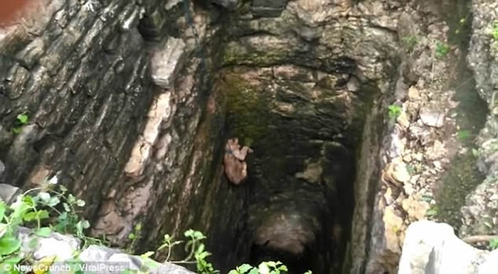 ӡ�Ȼ���Ա�ɹ������һֻĸʨ�ȳ�