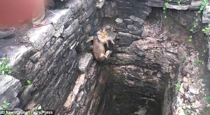 ӡ�Ȼ���Ա�ɹ������һֻĸʨ�ȳ�