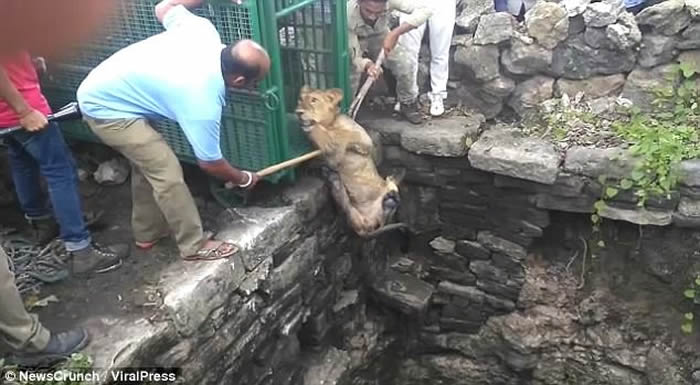 ӡ�Ȼ���Ա�ɹ������һֻĸʨ�ȳ�