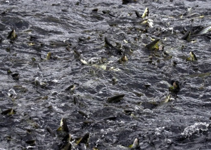 �������·�����������˹������������Ӫ����ͼΪһ����������ֳ����