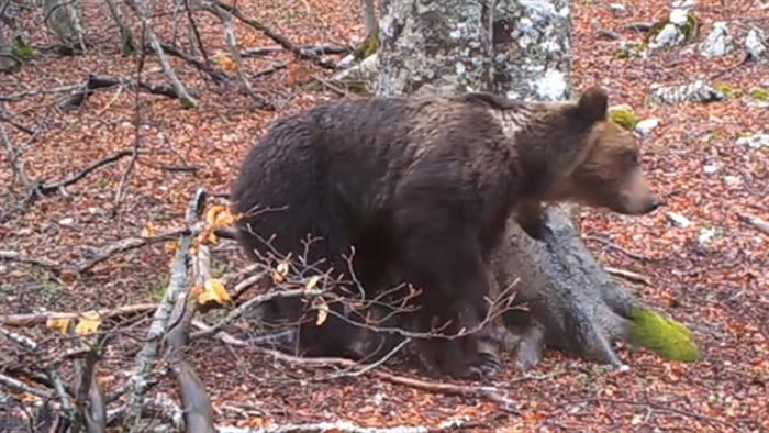 野生动物摄影师在意大利拍摄长达365天的近距离动物影片