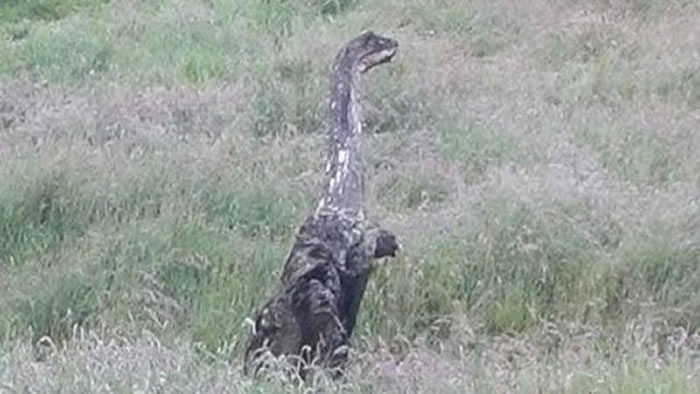 ��˹��ˮ���ϰ����ո���С�������޹�ʱ����һֻ������˹��ˮ�ֵ�����