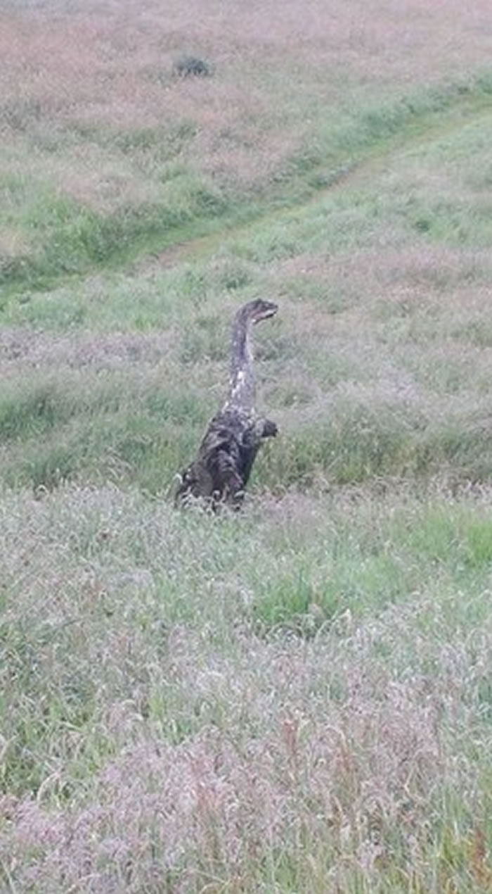 ��˹��ˮ���ϰ����ո���С�������޹�ʱ����һֻ������˹��ˮ�ֵ�����