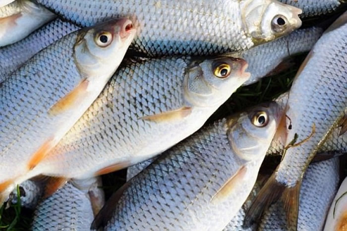 有雄性鱼受雌激素影响而开始排卵。