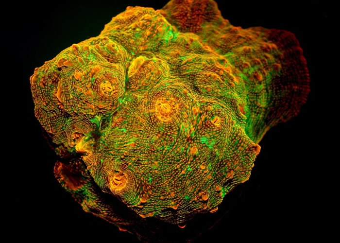 �ɺ����ө�⵰�׷��⡣������ͼƬ��