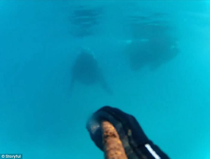 澳洲塔斯马尼亚男子浮潜遇上好奇鲸鱼游近