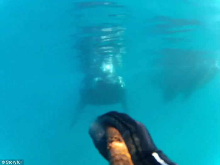 澳洲塔斯马尼亚男子浮潜遇上好奇鲸鱼游近