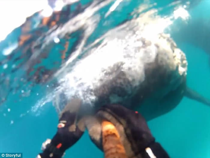 澳洲塔斯马尼亚男子浮潜遇上好奇鲸鱼游近