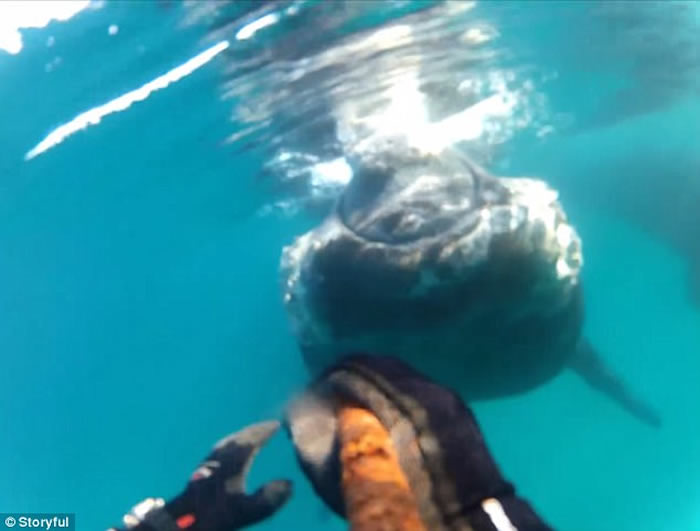 澳洲塔斯马尼亚男子浮潜遇上好奇鲸鱼游近