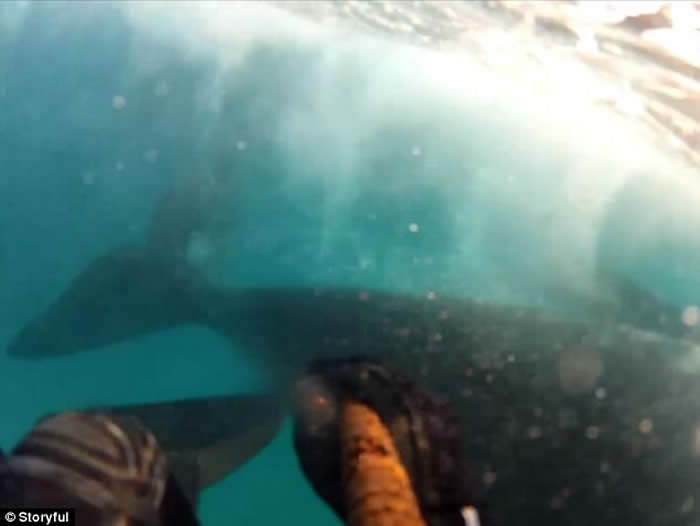 澳洲塔斯马尼亚男子浮潜遇上好奇鲸鱼游近