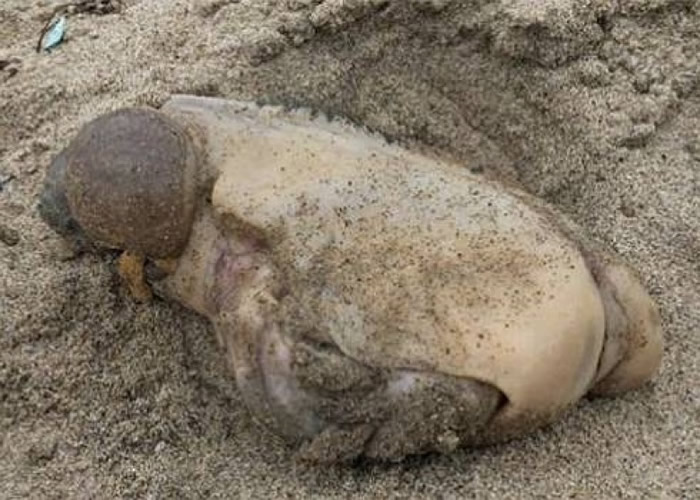 �������ݺ�̲�İ�����ǰ����һֻ��֪�����