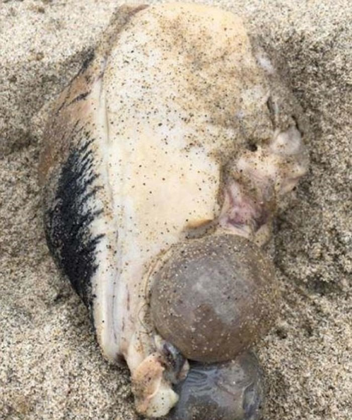 �����������һ���������޴��׿�״���塣