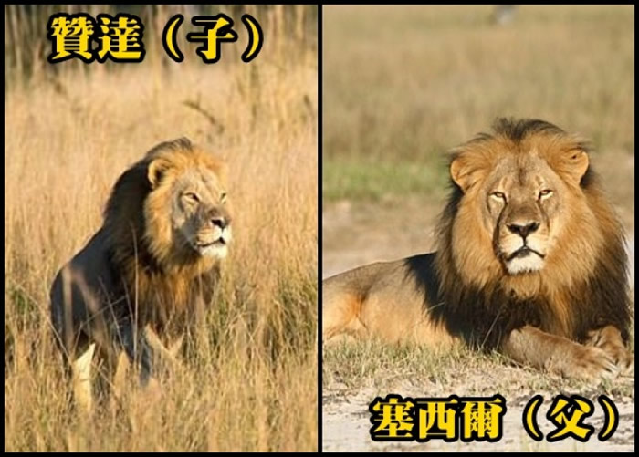 塞西尔(右)与长子赞达(左)先后遭射杀。