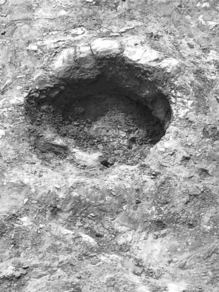 鸟脚类恐龙脚印