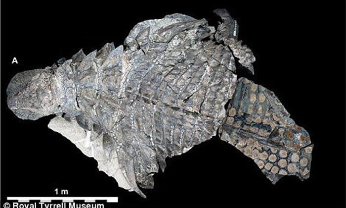 会用“反荫蔽”保护自己:加拿大发现恐龙新物种——Borealopelta markmitchelli