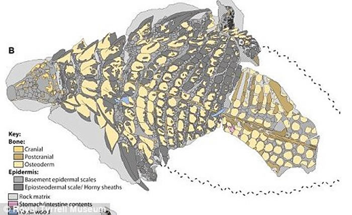 会用“反荫蔽”保护自己:加拿大发现恐龙新物种——Borealopelta markmitchelli