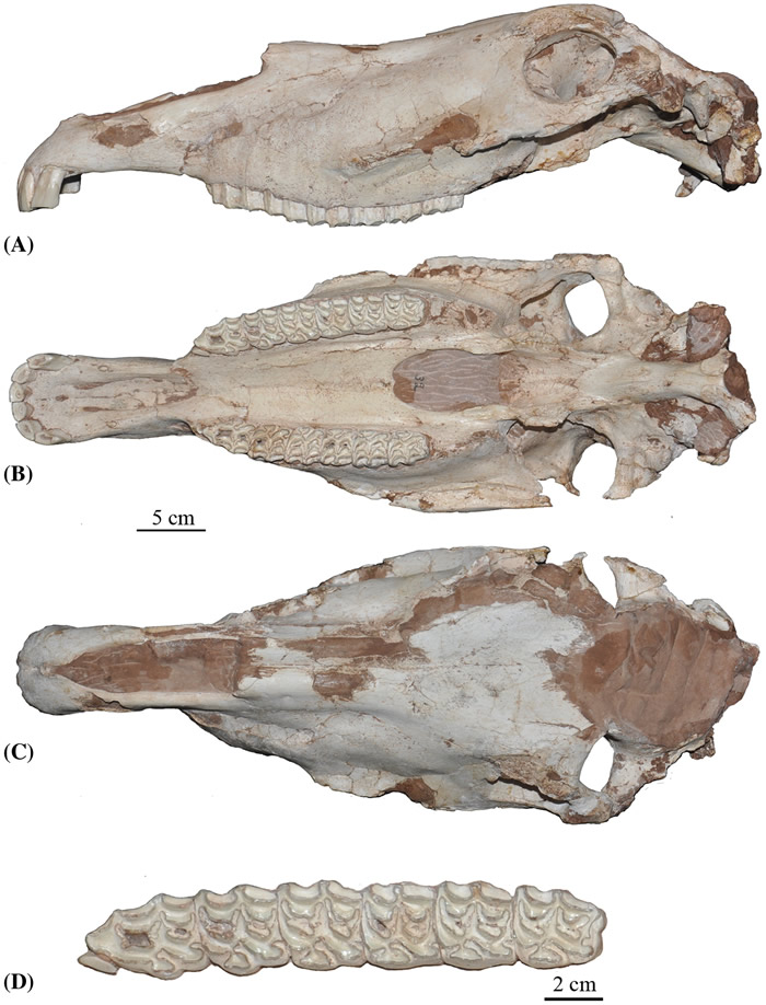 德氏马头骨化石