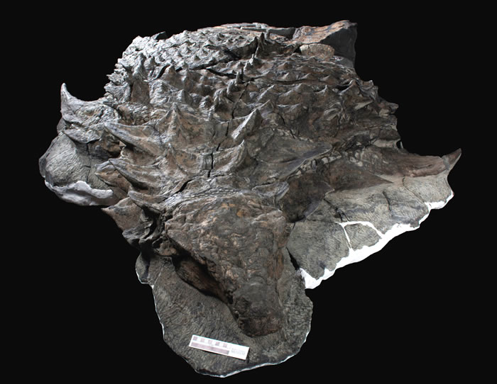 发现身披“迷彩服”的新甲龙种类Borealopelta markmitchelli 存在反荫蔽