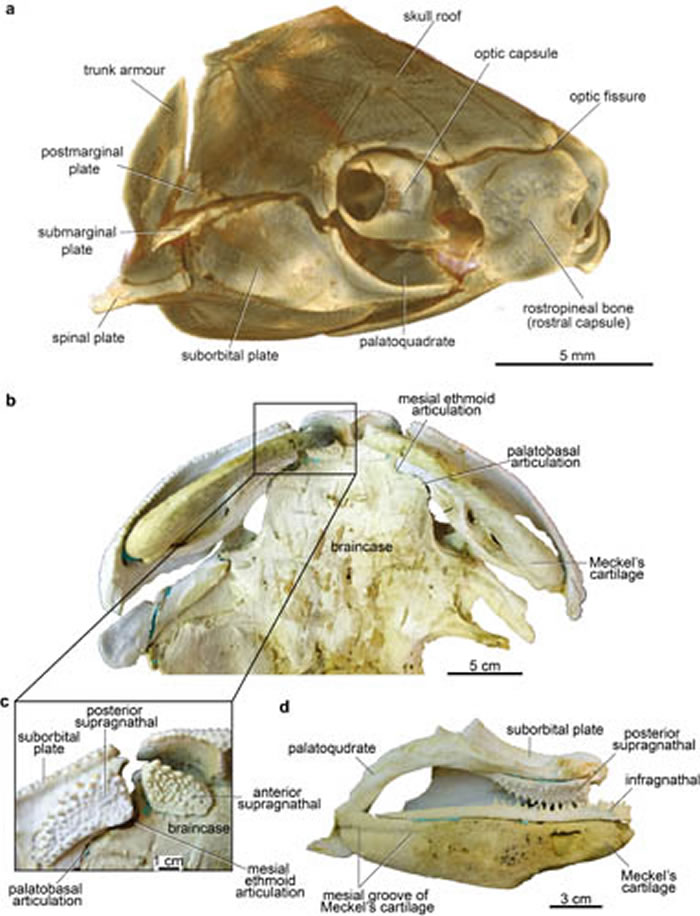 澳大利亚早泥盆世盾皮鱼类巴坎鱼科新材料(ANU V244)。a,Drishti三维重建化石右侧视;b-d,高精度三维打印模型(b,腹视;c,颌部与脑颅相连前端局