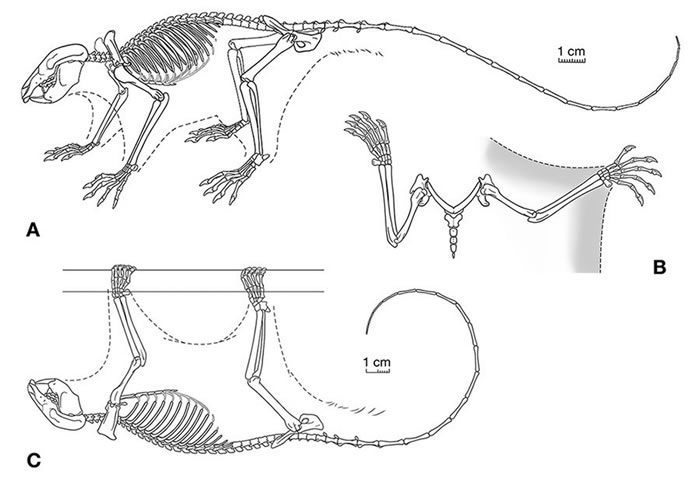 中国发现侏罗纪新型滑翔类哺乳动物化石