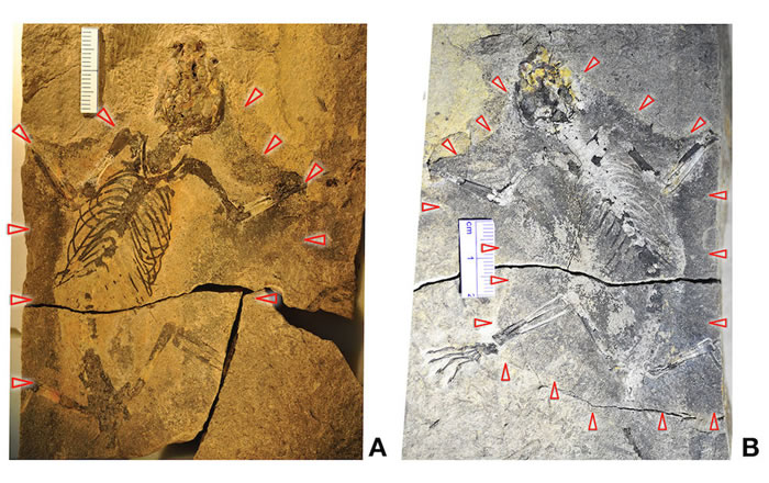 中国发现侏罗纪新型滑翔类哺乳动物化石
