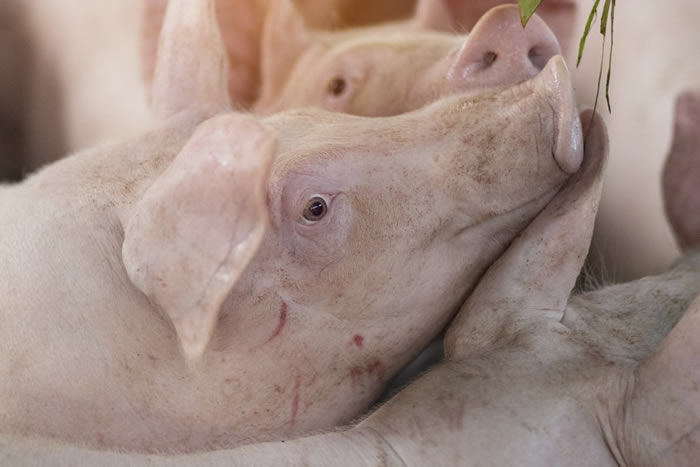 科学家通过编辑猪的基因组来解除一族逆转录病毒的活性