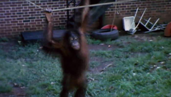 尚特克懂得用手语与人沟通。