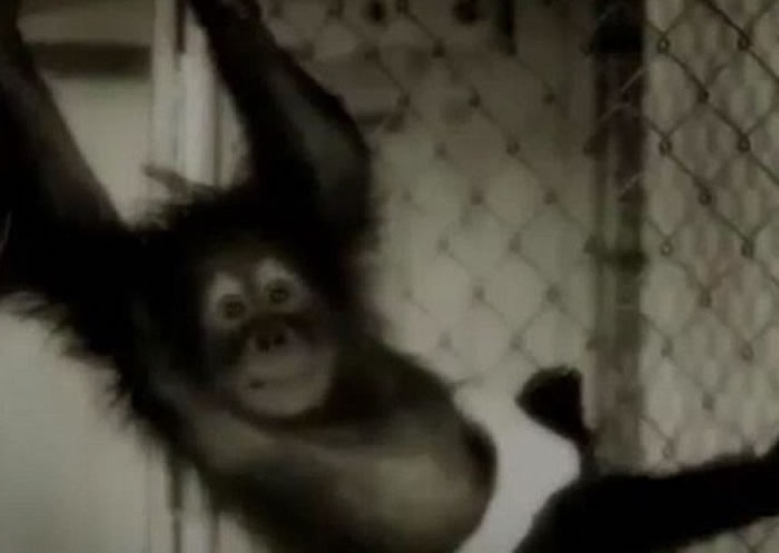 尚特克自小被带到田纳西大学养育。