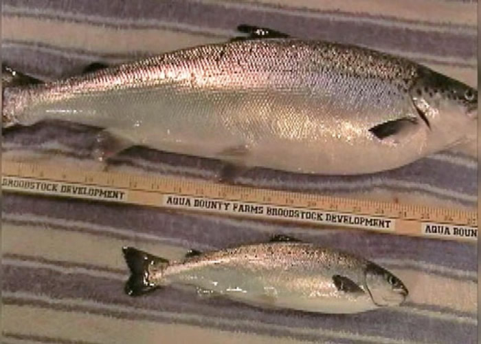 同期养殖转基因三文鱼(上)与一般三文鱼大小比较。