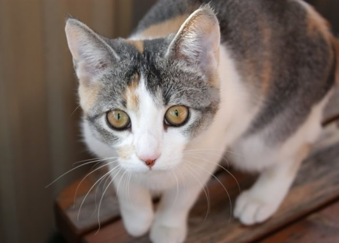 养饲宠物的碳排放量极高。