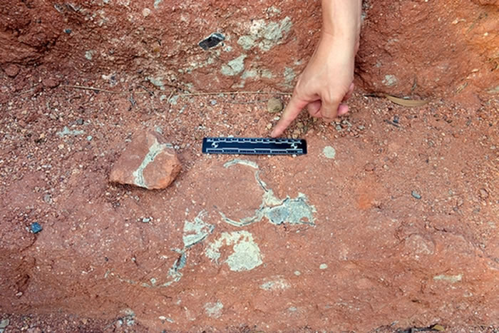 广东省河源市区老城南湖公园发现一窝恐龙蛋化石