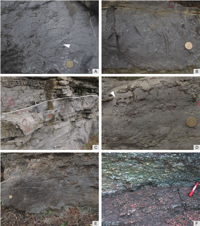 野外照片,(A)和(B)分别是红花园组的微生物岩和岩屑灰岩,属于淹没前沉积;(C)示意紫台组和下伏红花园组的界线(白线);(D)、(E)和(F)是紫台组淹没后沉