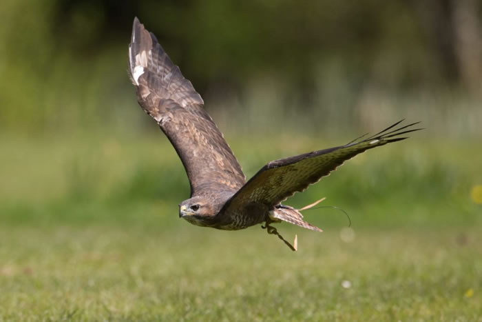 Ӣ���±ȿ����Ӳ�������ӥ��ӥצ���� ͷ����Ѫֱ��