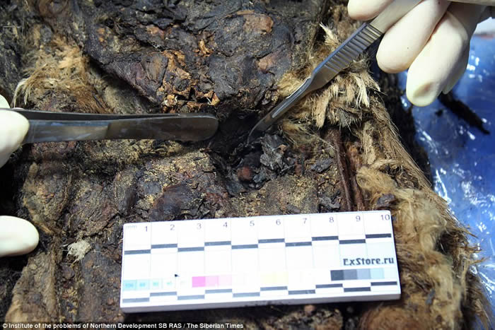 俄罗斯西伯利亚冻土层发现30多具900年前木乃伊 女干尸头发睫毛仍完好