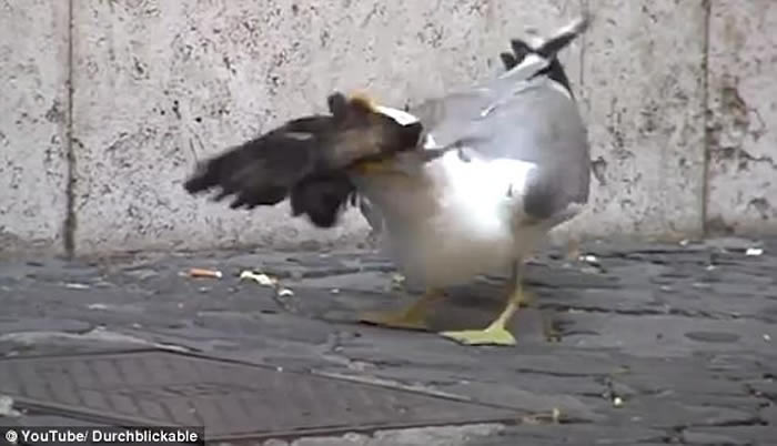 意大利首都罗马街头海鸥猎食鸽子
