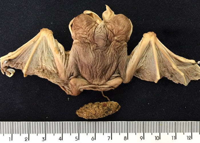 ���������̥����������������