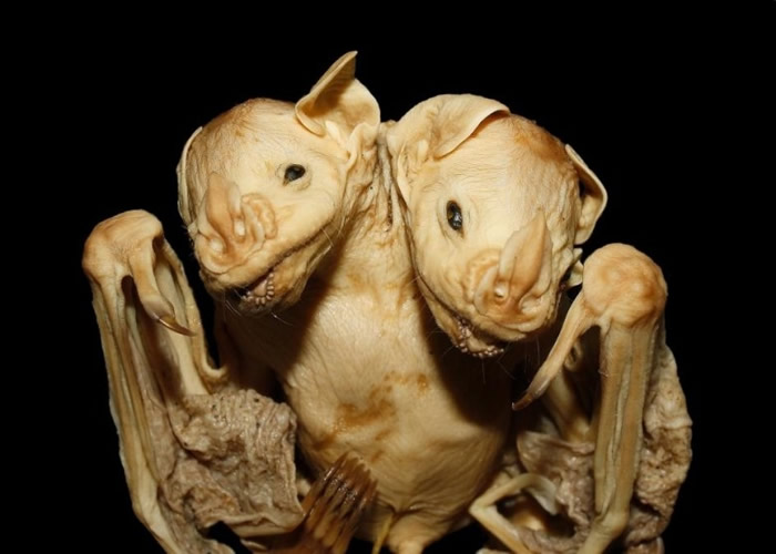 ��ѧ��ϣ�������о��ɴ̼�����о�������̥ѧ��