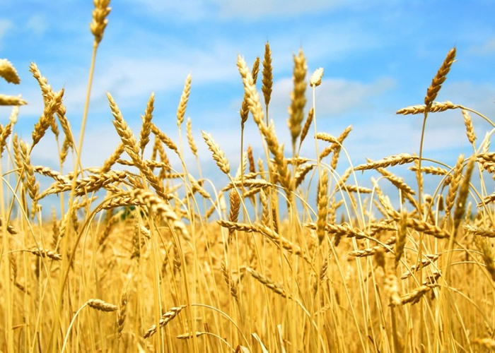 二氧化碳或会破坏植物中的蛋白质。