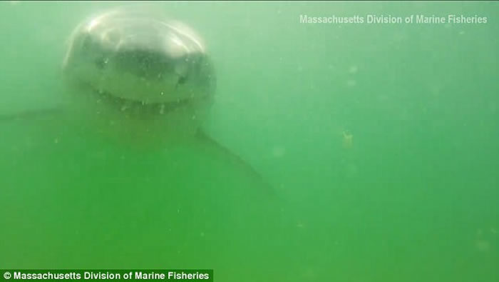美国麻省海洋渔业生物学家摄影机放入水中 引来好奇鲨鱼游近欲吞