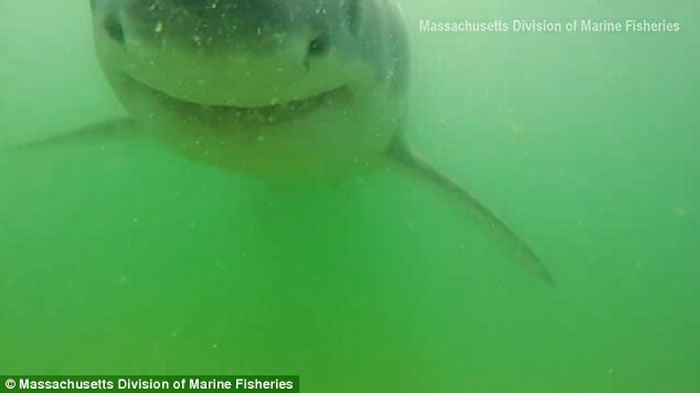 美国麻省海洋渔业生物学家摄影机放入水中 引来好奇鲨鱼游近欲吞