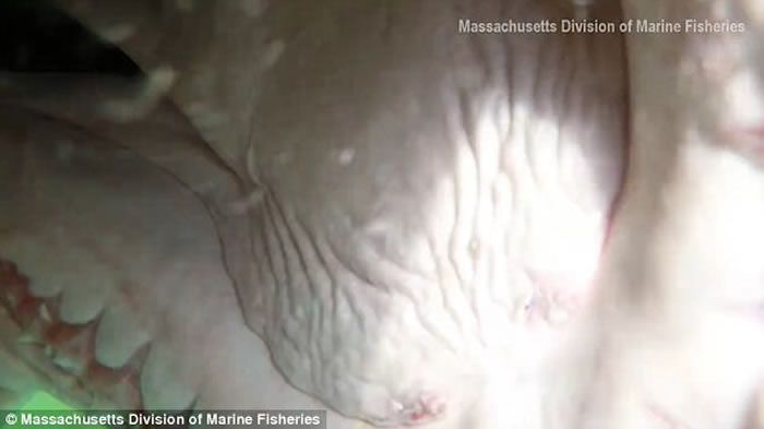 美国麻省海洋渔业生物学家摄影机放入水中 引来好奇鲨鱼游近欲吞