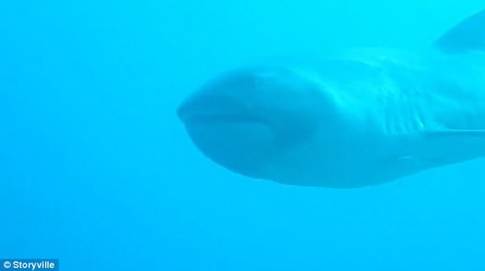 Ӣ��Ů�ο���ӡ���Ī�ൺǱˮʱ����ϡ�����֡��޿��衱