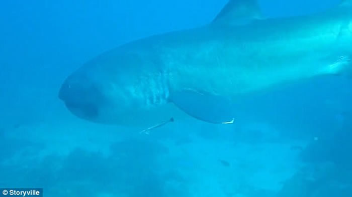 Ӣ��Ů�ο���ӡ���Ī�ൺǱˮʱ����ϡ�����֡��޿��衱