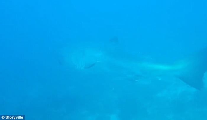 Ӣ��Ů�ο���ӡ���Ī�ൺǱˮʱ����ϡ�����֡��޿��衱