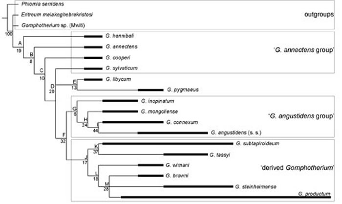 嵌齿象属系统演化(王世骐供图)