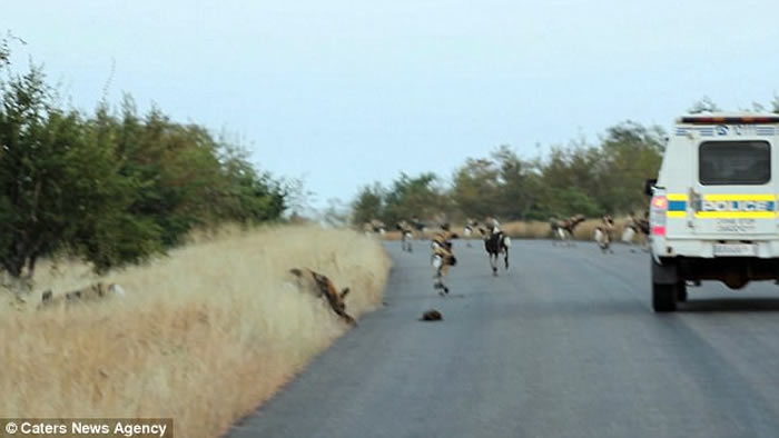 南非克鲁格国家公园大象斗野狗 在旁游客险遭殃