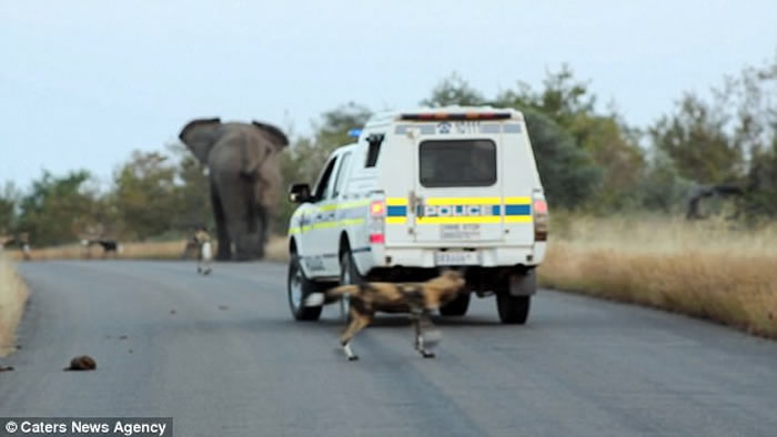 南非克鲁格国家公园大象斗野狗 在旁游客险遭殃