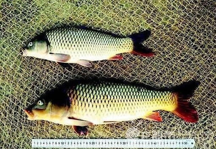 同样是8个月大的转基因「冠鲤」(下)与黄河鲤(上)比较。